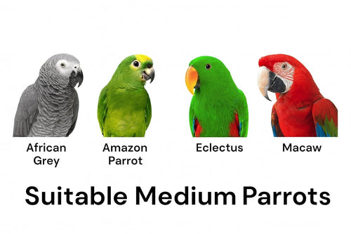 KSK Parrot Sandy Perch for Nail & Beak Grinding, Quartz Sand Bird Stand for African Grey, Amazon, Eclectus, Macaws– Non-Toxic, Red, 12 Inch Length, 30mm Thickness KSK ENTERPRISES
