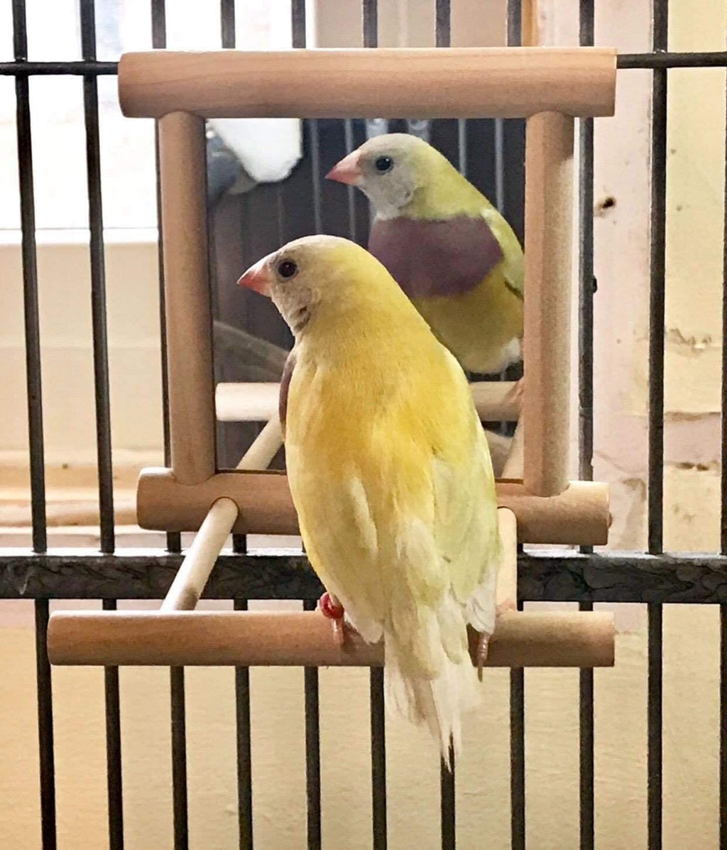 KSK 1 Pc Bird Mirror with Wooden Perch and Metal Hook – Hanging Swing Toy for Cage, Parrots, Budgies, Cockatiels, Lovebirds, Finches & Canaries (Small) KSK ENTERPRISES